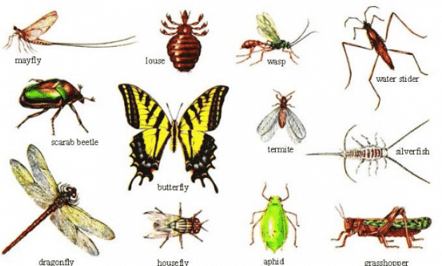 Pengertian-Arthropoda