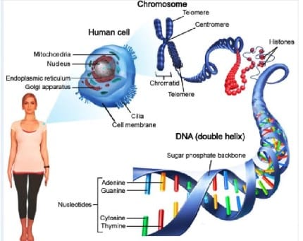Pengertian-Kromosom