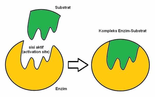 pengertian-enzim